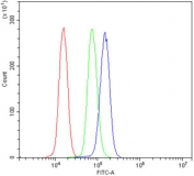 Flow cytometry testing of human U937 cells with BDH1 antibody at 1ug/million cells (blocked with goat sera); Red=cells alone, Green=isotype control, Blue= BDH1 antibody.