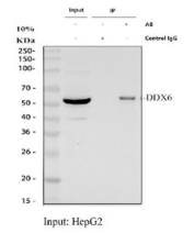 Immunoprecipitation of DDX6 protein from 500ug of human HepG2 whole cell lysate with 2ug of DDX6 antibody.