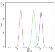 Flow cytometry testing of human SiHa cells with MAP2K2 antibody at 1ug/million cells (blocked with goat sera); Red=cells alone, Green=isotype control, Blue= MAP2K2 antibody.