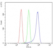 Flow cytometry testing of human U-87 MG cells with MMP2 antibody at 1ug/million cells (blocked with goat sera); Red=cells alone, Green=isotype control, Blue= MMP2 antibody.