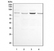 Western blot testing of human 1) Jurkat, 2) Raji, 3) HeLa and 4) 293T cell lysate with NOX5 antibody. Predicted molecular weight: ~86 kDa.