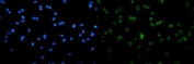 Immunofluorescent staining of FFPE human A549 cells with SAMHD1 antibody (green) and DAPI nuclear stain (blue). HIER: steam section in pH6 citrate buffer for 20 min.