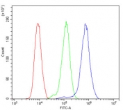 Flow cytometry testing of human HL-60 cells with Afamin antibody at 1ug/million cells (blocked with goat sera); Red=cells alone, Green=isotype control, Blue= Afamin antibody.
