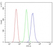 Flow cytometry testing of human ThP-1 cells with HDAC5 antibody at 1ug/million cells (blocked with goat sera); Red=cells alone, Green=isotype control, Blue= HDAC5 antibody.