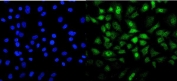 Immunofluorescent staining of FFPE human A549 cells with MESP2 antibody (green) and DAPI nuclear stain (blue). HIER: steam section in pH6 citrate buffer for 20 min.
