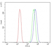 Flow cytometry testing of human A431 cells with ACTR2 antibody at 1ug/million cells (blocked with goat sera); Red=cells alone, Green=isotype control, Blue= ACTR2 antibody.