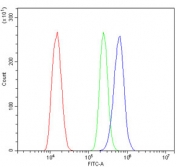Flow cytometry testing of mouse ANA-1 cells with ACTR2 antibody at 1ug/million cells (blocked with goat sera); Red=cells alone, Green=isotype control, Blue= ACTR2 antibody.