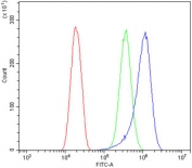 Flow cytometry testing of human SiHa cells with Nogo A antibody at 1ug/million cells (blocked with goat sera); Red=cells alone, Green=isotype control, Blue= Nogo A antibody.