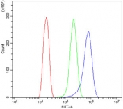 Flow cytometry testing of human HeLa cells with ATG7 antibody at 1ug/million cells (blocked with goat sera); Red=cells alone, Green=isotype control, Blue= ATG7 antibody.