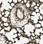 IHC staining of FFPE rat lung with AHR antibody. HIER: boil tissue sections in pH8 EDTA for 20 min and allow to cool before testing.