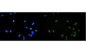 Immunofluorescent staining of FFPE human U-2 OS cells with ALKBH1 antibody (green) and DAPI nuclear stain (blue). HIER: steam section in pH6 citrate buffer for 20 min.