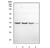 Western blot testing of human 1) A549, 2) PC-3, 3) Jurkat and 4) K562 cell lysate with ALKBH1 antibody. Predicted molecular weight ~44 kDa.