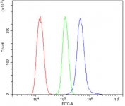 Flow cytometry testing of human NRK cells with LDL Receptor antibody at 1ug/million cells (blocked with goat sera); Red=cells alone, Green=isotype control, Blue= LDL Receptor antibody.