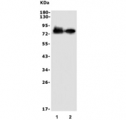 Western blot testing of human 1) K562 and 2) HEK293 lysate with Nectin 2 antibody. Expected molecular weight: 58-80 kDa depending on glycosylation level.