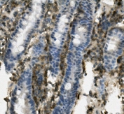 IHC staining of FFPE mouse intestine with Psgl-1 antibody. HIER: boil tissue sections in pH8 EDTA for 20 min and allow to cool before testing.