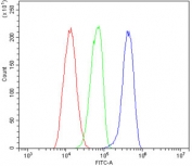 Flow cytometry testing of human HL60 cells with USP25 antibody at 1ug/million cells (blocked with goat sera); Red=cells alone, Green=isotype control, Blue= USP25 antibody.