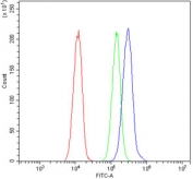 Flow cytometry testing of human A549 cells with ATP11C antibody at 1ug/million cells (blocked with goat sera); Red=cells alone, Green=isotype control, Blue= ATP11C antibody.