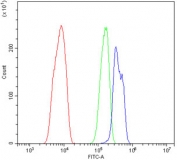 Flow cytometry testing of rat C6 cells with EPHB2 antibody at 1ug/million cells (blocked with goat sera); Red=cells alone, Green=isotype control, Blue= EPHB2 antibody.