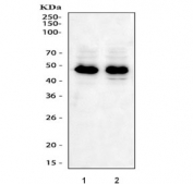 Western blot testing of human 1) A431 and 2) HaCaT cell lysate with IRF-1 antibody. Expected molecular weight: ~37 kDa (unmodified), 45-50 kDa (modified).