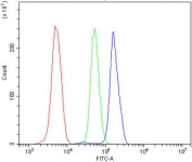 Flow cytometry testing of human U937 cells with MC4-R antibody at 1ug/million cells (blocked with goat sera); Red=cells alone, Green=isotype control, Blue= MC4-R antibody.