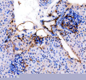 IHC staining of FFPE mouse kidney tissue with Cd31 antibody, HRP-secondary and DAB substrate. HIER: boil tissue sections in pH8 EDTA for 20 min and allow to cool before testing.