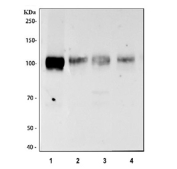 Western blot testing of 1) rat lung, 2) rat spleen, 3) rat heart and 4) mouse lung tissue lysate with Cd31 antibody. Expected molecular weight: 83-130 kDa depending on level of glycosylation.