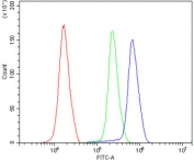 Flow cytometry testing of human K562 cells with ATF1 antibody at 1ug/million cells (blocked with goat sera); Red=cells alone, Green=isotype control, Blue= ATF1 antibody.