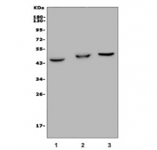 Western blot testing of 1) rat liver, 2) mouse liver and 3) mouse kidney lysate with GPBAR1 antibody. Predicted molecular weight: 35-50 kDa depending on glycosylation level.