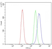 Flow cytometry testing of human U-2 OS cells with GRID2 antibody at 1ug/million cells (blocked with goat sera); Red=cells alone, Green=isotype control, Blue= GRID2 antibody.