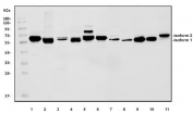 Western blot testing of 1) human Jurkat, 2) human HeLa, 3) human MCF7, 4) monkey COS-7, 5) human K562, 6) HEK293, 7) rat brain, 8) rat heart, 9) mouse brain, 10) mouse heart and 11) mouse intestine lysate with PRKAA1 antibody. Predicted molecular weight: 64-66 kDa (two isoforms).