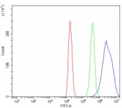 Flow cytometry testing of human 293T cells with Apc5 antibody at 1ug/million cells (blocked with goat sera); Red=cells alone, Green=isotype control, Blue= Apc5 antibody.