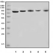 Western blot testing of human 1) HL60, 2) HEK293, 3) K562, 4) Jurkat and 5) Raji cell lysate with Apc5 antibody. Predicted molecular weight ~85 kDa.