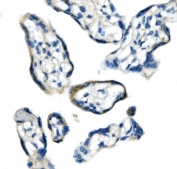 IHC staining of FFPE human placenta with Glycine decarboxylase antibody. HIER: boil tissue sections in pH8 EDTA for 20 min and allow to cool before testing.