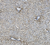 IHC staining of FFPE rat liver with Glycine decarboxylase antibody. HIER: boil tissue sections in pH8 EDTA for 20 min and allow to cool before testing.