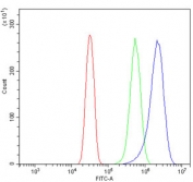 Flow cytometry testing of human U-2 OS cells with FEZF1 antibody at 1ug/million cells (blocked with goat sera); Red=cells alone, Green=isotype control, Blue= FEZF1 antibody.