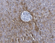 IHC staining of FFPE mouse liver with GCHFR antibody. HIER: boil tissue sections in pH8 EDTA for 20 min and allow to cool before testing.