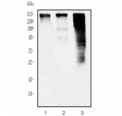 Western blot testing of 1) rat brain, 2) mouse brain and 3) rat C6 cell lysate with SCN2A antibody. Predicted molecular weight ~320 kDa.