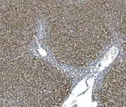 IHC staining of FFPE rat liver with Argininosuccinate Synthetase 1 antibody. HIER: boil tissue sections in pH8 EDTA for 20 min and allow to cool before testing.