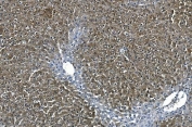 IHC staining of FFPE rat liver with ASS1 antibody. HIER: boil tissue sections in pH8 EDTA for 20 min and allow to cool before testing.