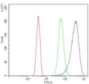 Flow cytometry testing of human SiHa cells with ASS1 antibody at 1ug/million cells (blocked with goat sera); Red=cells alone, Green=isotype control, Blue= ASS1 antibody.