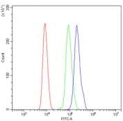 Flow cytometry testing of human HL60 cells with EEF2 antibody at 1ug/million cells (blocked with goat sera); Red=cells alone, Green=isotype control, Blue= EEF2 antibody.