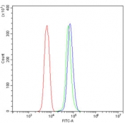 Flow cytometry testing of rat NRK cells with EEF2 antibody at 1ug/million cells (blocked with goat sera); Red=cells alone, Green=isotype control, Blue= EEF2 antibody.