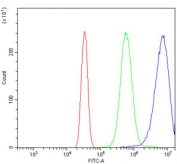 Flow cytometry testing of human Neuro-2a cells with Oat3 antibody at 1ug/million cells (blocked with goat sera); Red=cells alone, Green=isotype control, Blue= Oat3 antibody.