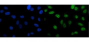 Immunofluorescent staining of FFPE human U-2 OS cells with PTBP2 antibody (green) and DAPI nuclear stain (blue). HIER: steam section in pH6 citrate buffer for 20 min.