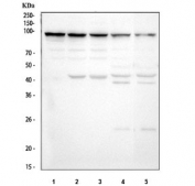 Western blot testing of 1) human K562, 2) human PC-3, 3) human Caco-2, 4) rat brain and 5) mouse brain tissue lysate with Argonaute 3 antibody. Predicted molecular weight ~97 kDa.