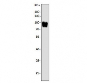 Western blot testing of human K562 cell lysate with Argonaute 3 antibody. Predicted molecular weight ~97 kDa.
