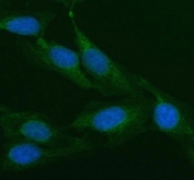 Immunofluorescent staining of FFPE human U-2 OS cells with Argonaute 3 antibody (green) and DAPI nuclear stain (blue). HIER: steam section in pH6 citrate buffer for 20 min.