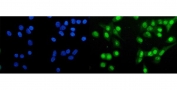 Immunofluorescent staining of FFPE human A549 cells with Huntingtin-associated protein 1 antibody (green) and DAPI nuclear stain (blue). HIER: steam section in pH6 citrate buffer for 20 min.