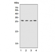 Western blot testing of 1) human K562, 2) human SK-OV-3, 3) rat stomach and 4) mouse stomach lysate with UPK1B antibody. Predicted molecular weight ~30 kDa.