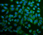 Immunofluorescent staining of FFPE human U-2 OS cells with ERp5 antibody (green) and DAPI nuclear stain (blue). HIER: steam section in pH6 citrate buffer for 20 min.